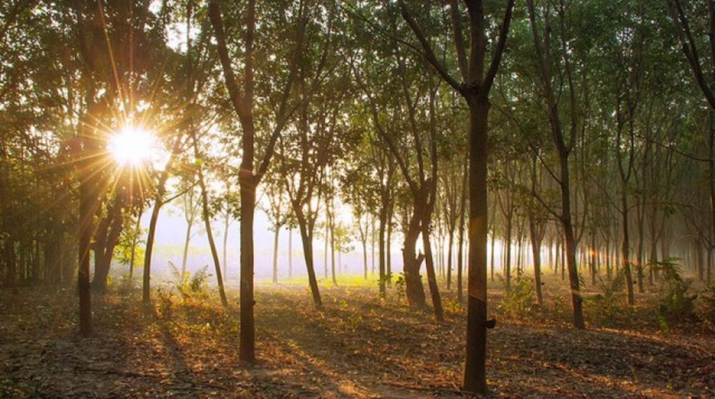 RUBBER TREES